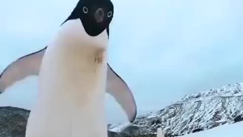 Curious funny penguin