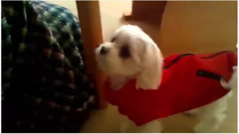 TOP 10 dog barking videos compilation ♥ Dog barking sound - Funny