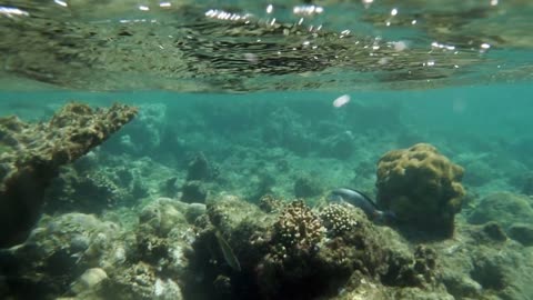 Slow motion underwater shot of a coral reef by the water surface in Red Sea