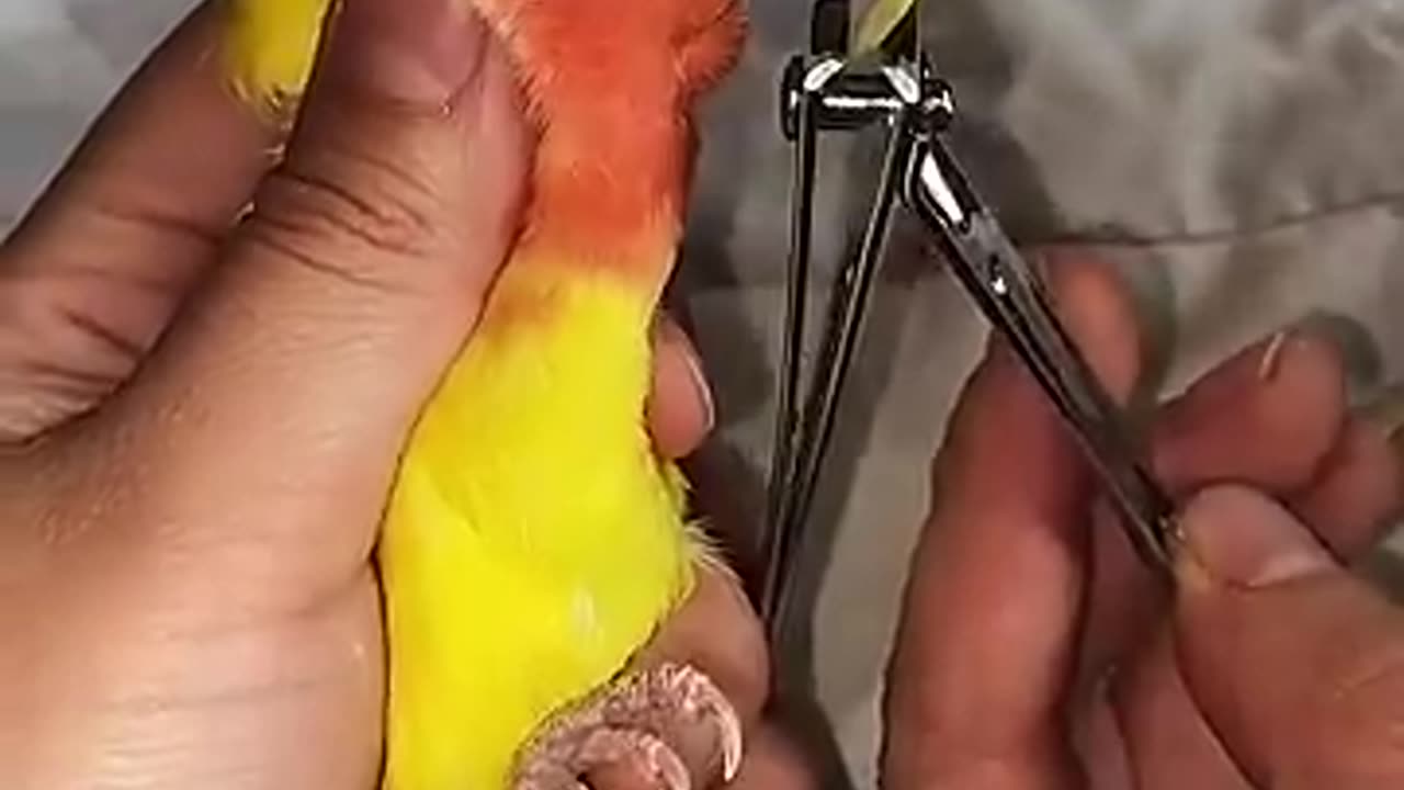 How to trim parrot pick