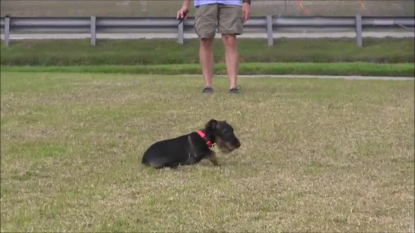 How to trained Dog in your home With Easily!