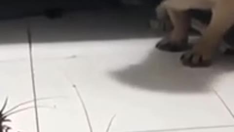 Puppies And Kitten Playing Funny Video 😂🐽