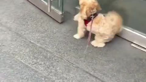 Cute Animal Videos that Will Brighten Up Your Day