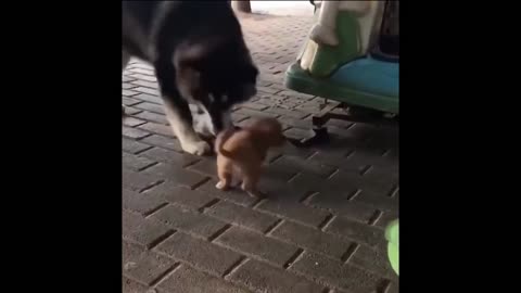 This is the most insistent puppy you will see today