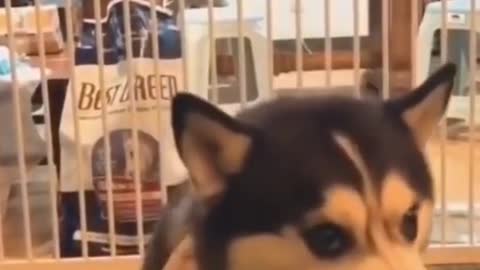 Cute funy Dog