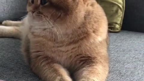 Funny and cute Animal clips #shorts nice viral vidio