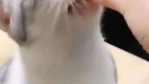 How i feed my cat