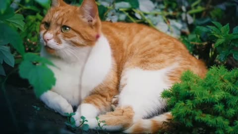 Beautiful cats. See the beauty of these cats