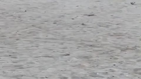Cat playing funny video