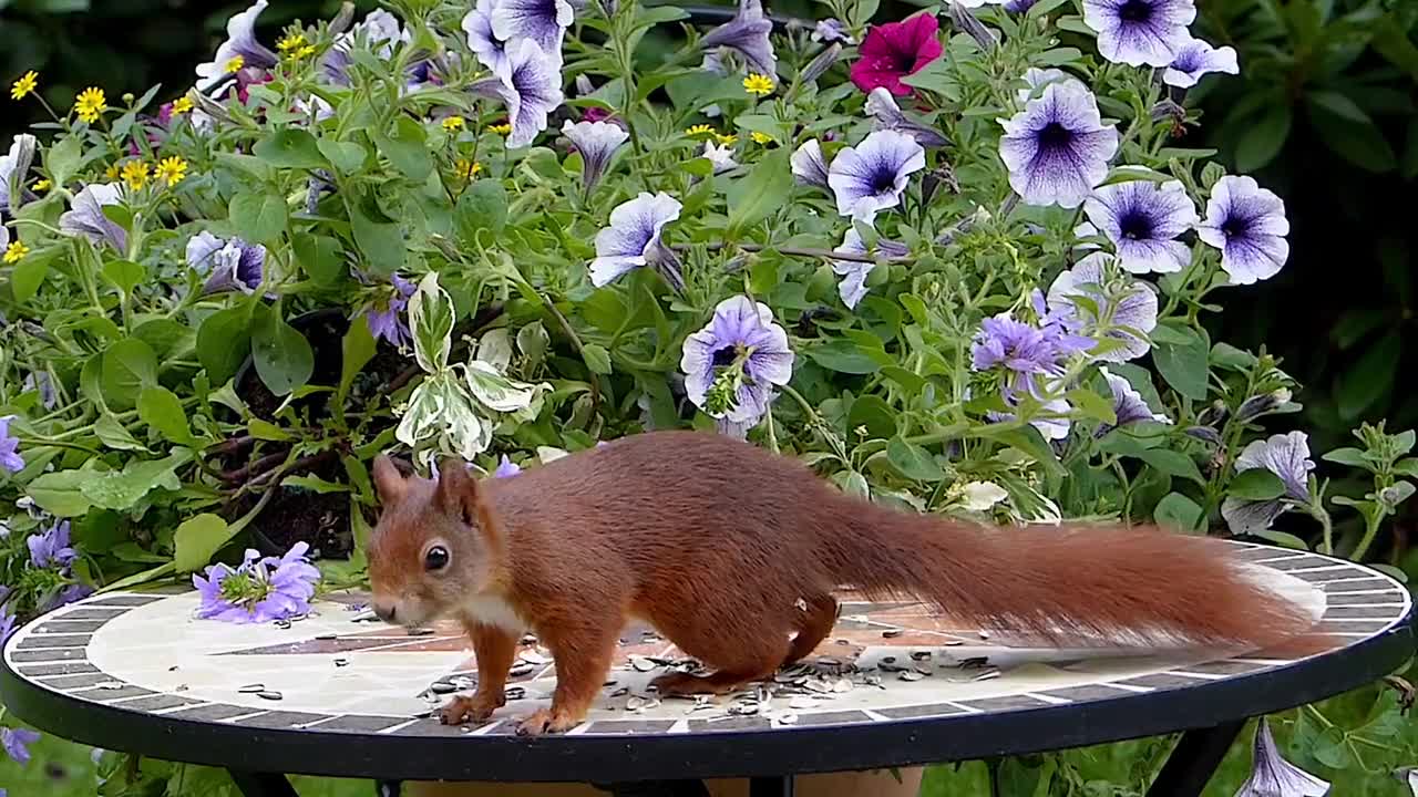 Squirrel eats some fast snacks