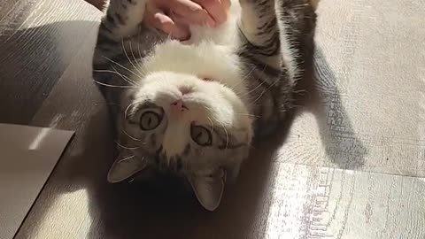 naughty cat