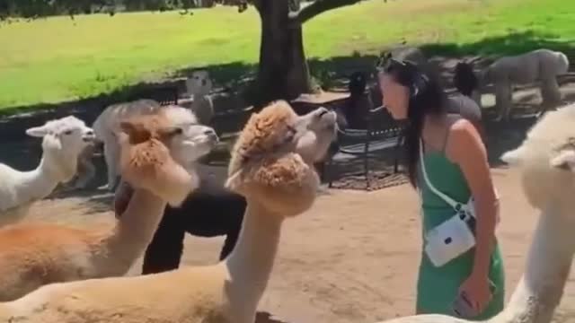 Funny Video