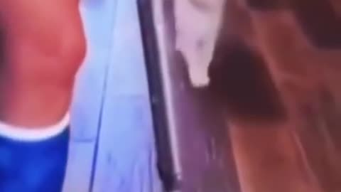Funny short pets compilation