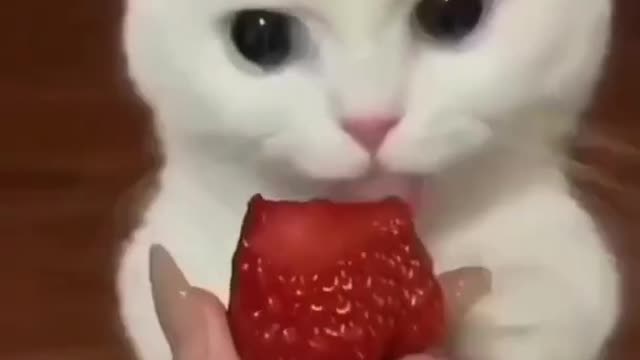 Funny cat . White Cat