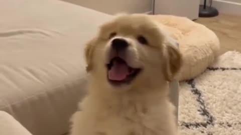 cute puppy jumping and dancing