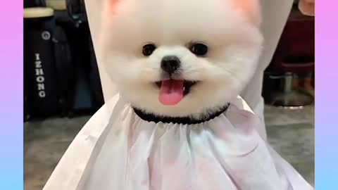 cute and funny dog video