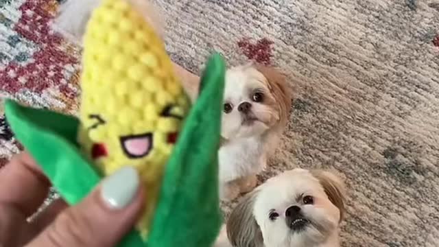 The babies love corn 🌽