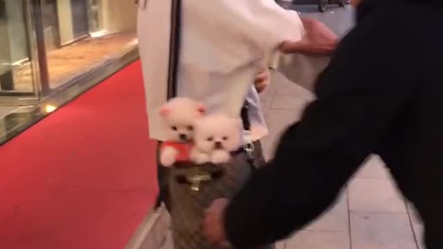 Cute dog funny moment 2022 | dog very funny video| cute honny2022