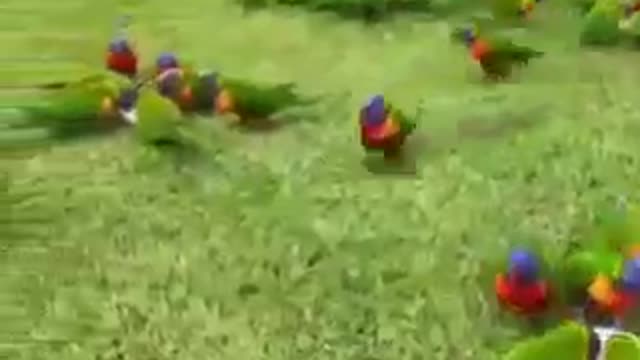 O BRASIL OH BRASIL ACORDA