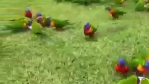 O BRASIL OH BRASIL ACORDA