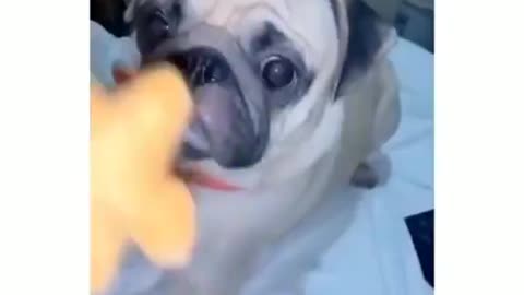 Okay mom but I'm hungry 😻😻😻 Cute dog video #Shorts
