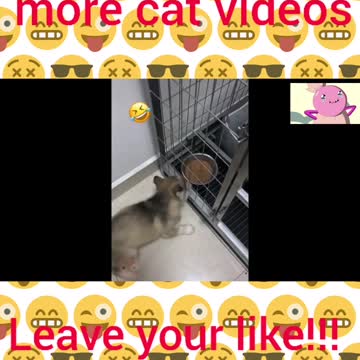 Subscribe for more cat and animal videos