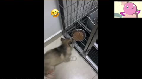 Subscribe for more cat and animal videos