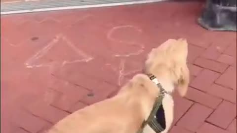 Golden Retriever Puppy Meets Stuffed Animal