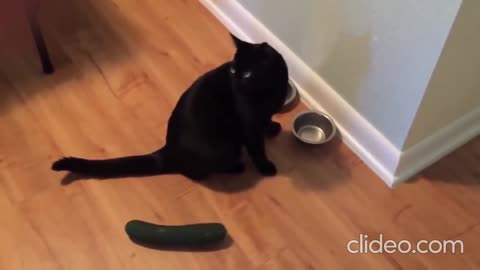 CATS vs CUCUMBERS #2