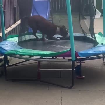 Crazy puppy knows how to keep herself entertained during isolation