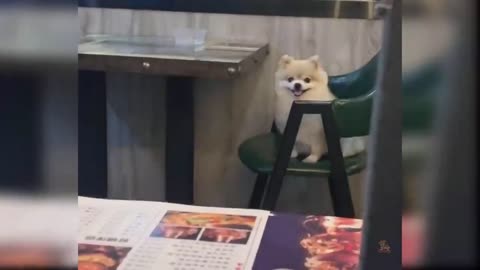 Superb funny Dogs vedios| Dogs trying to be baby