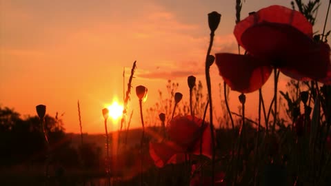 Morning has broken