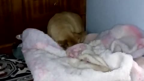 VERY SMART DOG