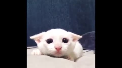 Cutest Video 😘😘| watch till end!!
