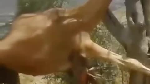 Sad animal video