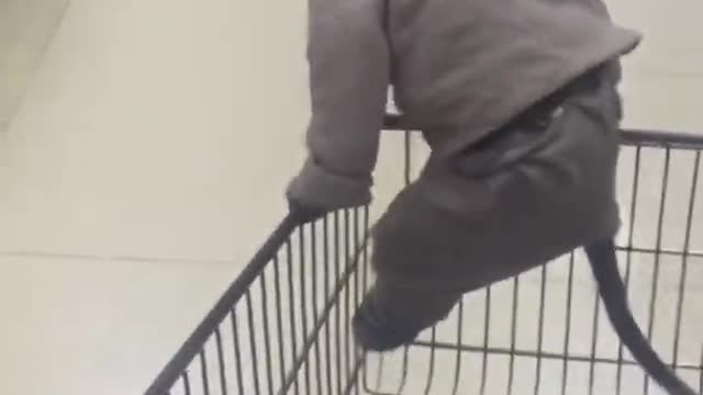 Funny and Cute Animals Shorts #174