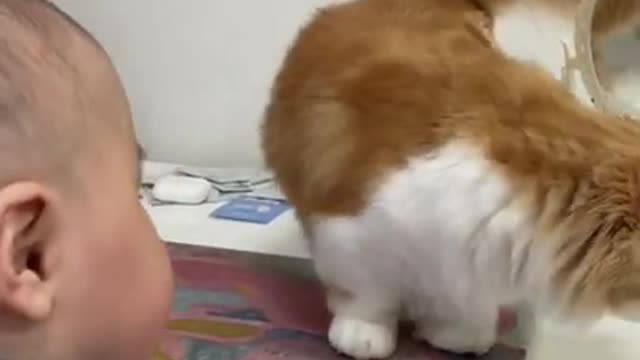 Cat trying to kiss his little brother