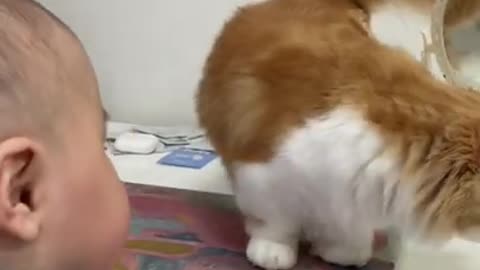 Cat trying to kiss his little brother