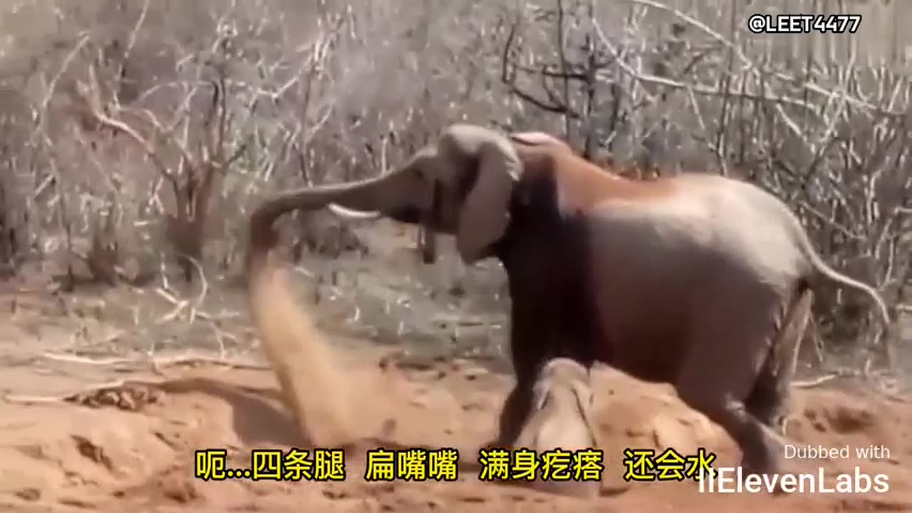 Crocodile bites elephant's trunk – the outcome is what put my mind at ease!