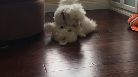 Two white dogs tumbling
