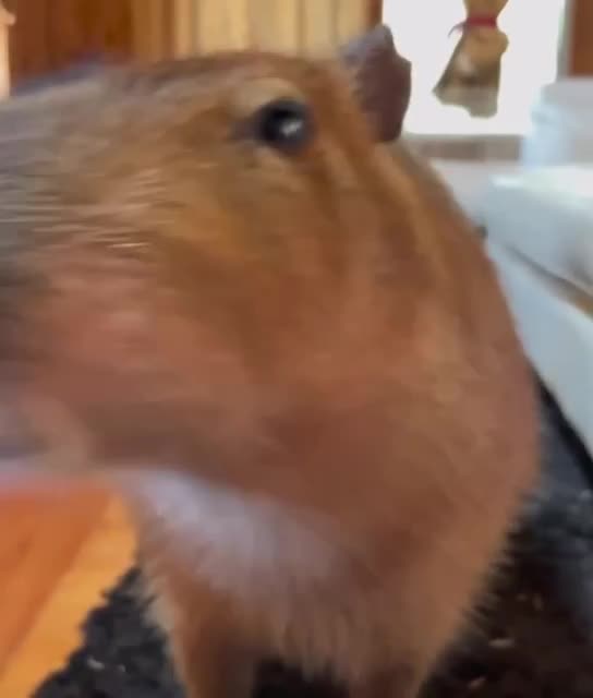 This is what I think of your apology Gene 😂