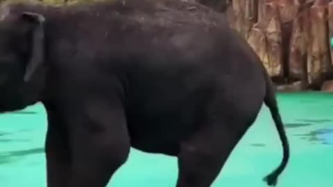 Elephants are the largest existing land animals. Three living species are currently recognised