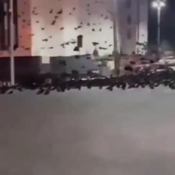 In Japan, the birds are behaving strangely since a group of earthquakes of magnitude 7.2-7.6!.mp4