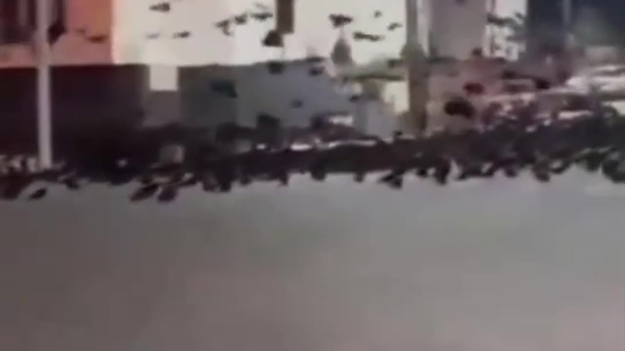 In Japan, the birds are behaving strangely since a group of earthquakes of magnitude 7.2-7.6!.mp4