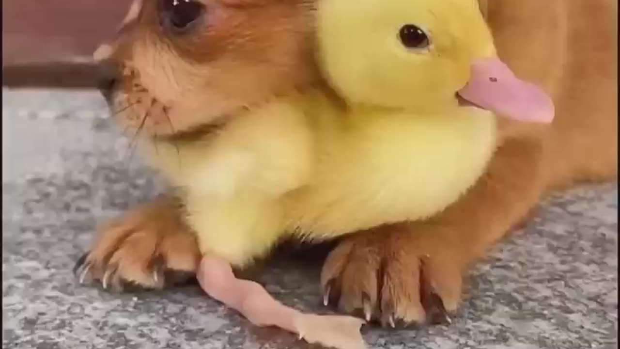 Animals funny videos 😂😂