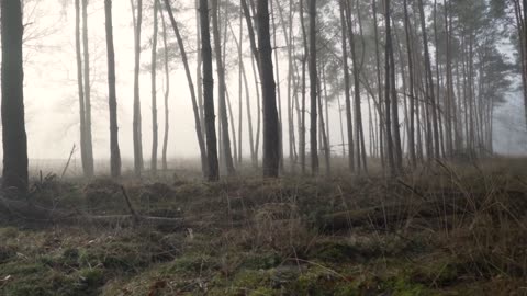 To the sound of the forest