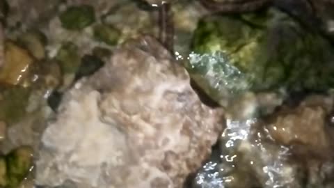 snake thief of Fish