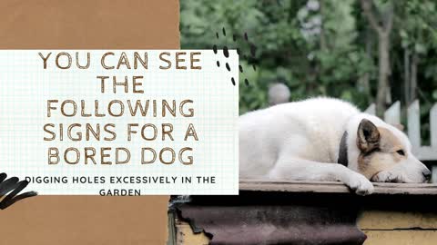 Is Your Dog tired and bored