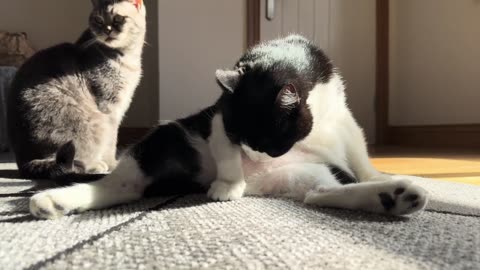 Cats Grooming Themselves Sitting In A Funny Position.mp4