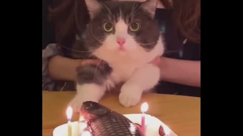 Wait for the last meow 🥰